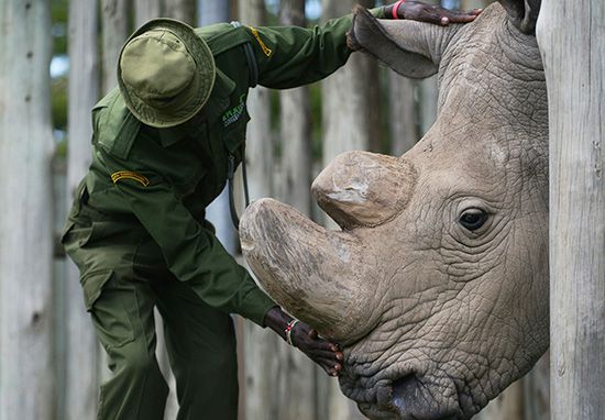 last northern white rhino just died now extinct