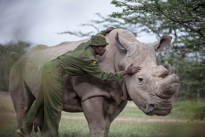 The Final Male Northern White Rhino Is Now Deceased